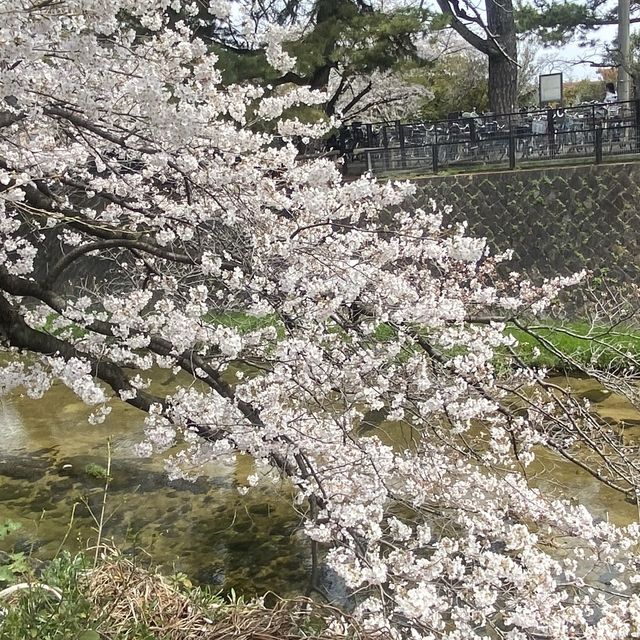 夙川公園