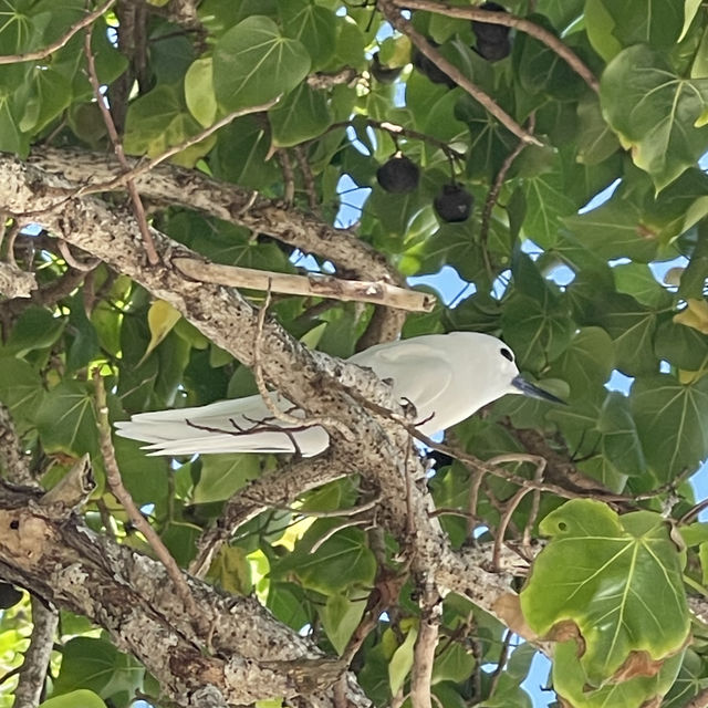 The symbol of Addu Atoll 
