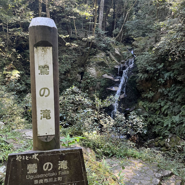 【世界遺産】春日山原始林　〜春日山遊歩道