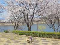 Cherry Blossom along the Ayang Bridge