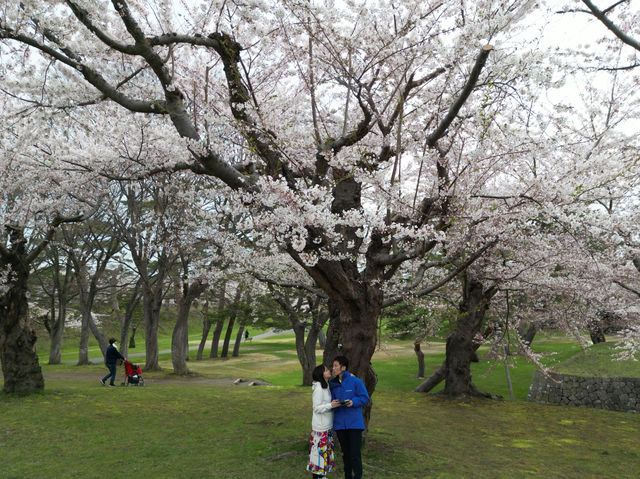 Amazing Sakura in Goryokaku 