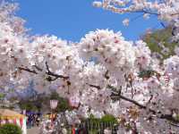 🌸京都圓山公園：櫻花海洋，兼具歷史氣息