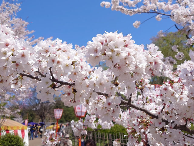 🌸京都圓山公園：櫻花海洋，兼具歷史氣息
