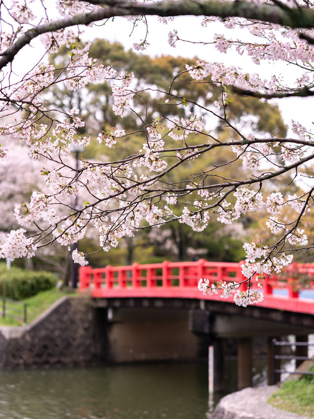 甘木公園　📍福岡