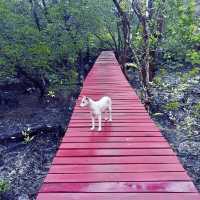 🌴 Amazing experience exploring the mangrove paths of Koh Chang 🌴