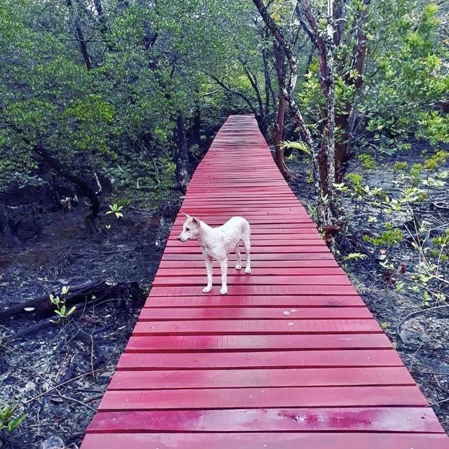 🌴 Amazing experience exploring the mangrove paths of Koh Chang 🌴