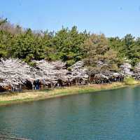 🌸군산벚꽃여행