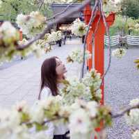 「京都平野神社」初次追櫻之旅，下年再來日本看櫻花！