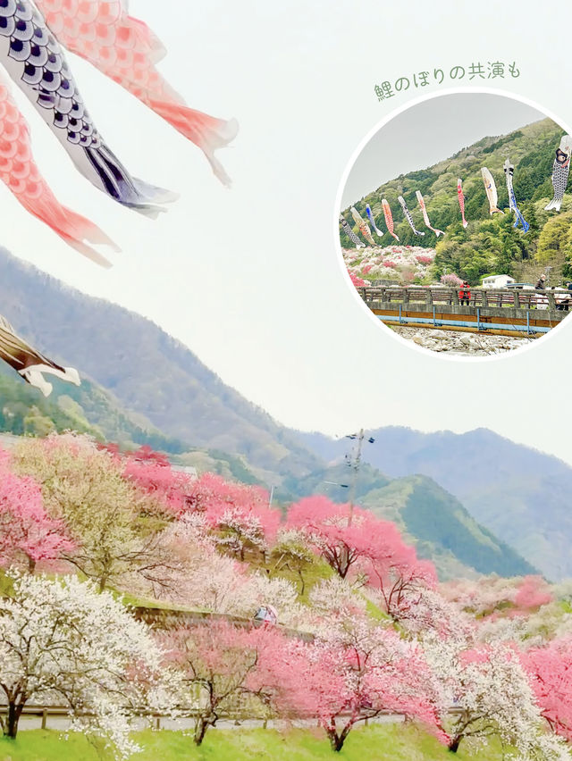 【長野】一度は絶対行きたい日本一の桃源郷