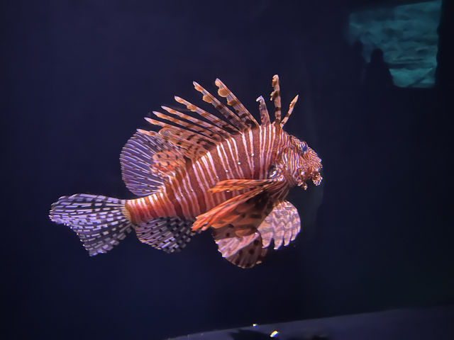 【福岡大分】海洋之卵水族館:海豚、海象表演,特別旅遊體驗 【福岡大分】海洋之卵水族館:海豚、海象表演,特別旅遊體驗