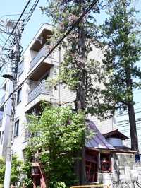 【一本檜稲荷神社（本社）/東京都】今は荒廃になるも吉宗絶賛の神社