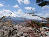 Cherry Blossom viewing at Chureito pagoda