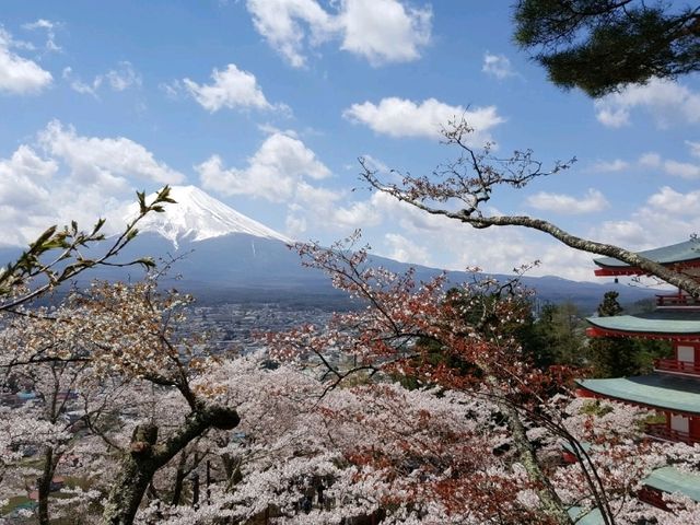 Cherry Blossom viewing at Chureito pagoda