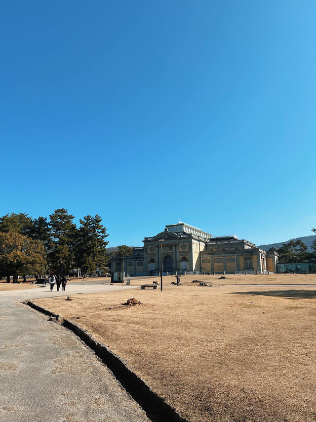 หนีแมวมาหากวางที่นารา NARA , JAPAN