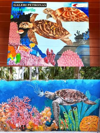 Hawksbill Turtles Conservation Efforts