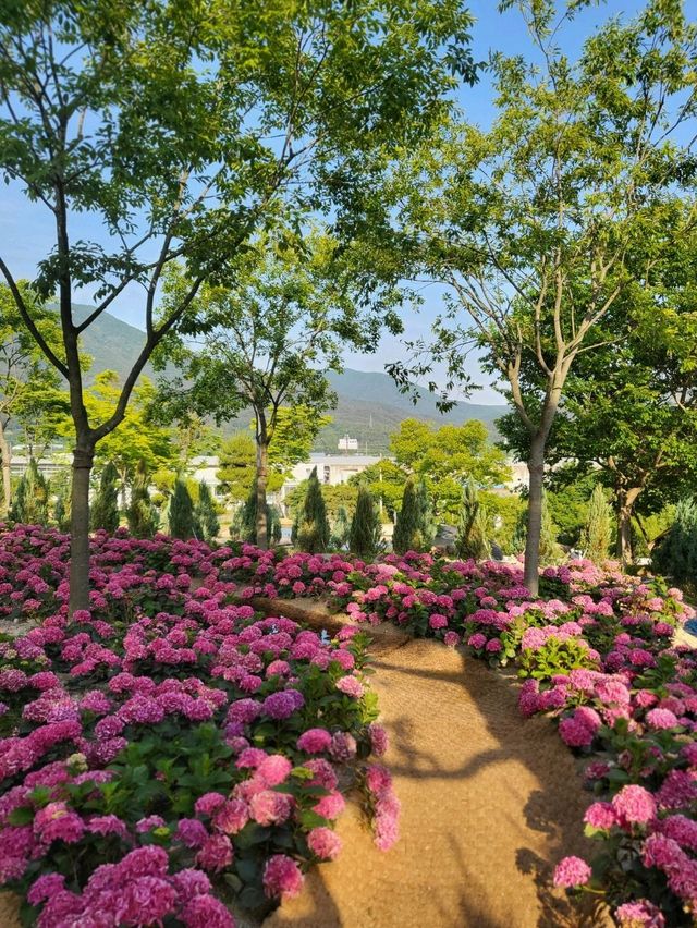 6월에 꼭 가야할 수국만개한 양산카페🩷