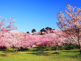 Japan's National Flower Garden with 200 Cherry Blossom Varieties, a Must-Visit Spot in Akita Prefecture.