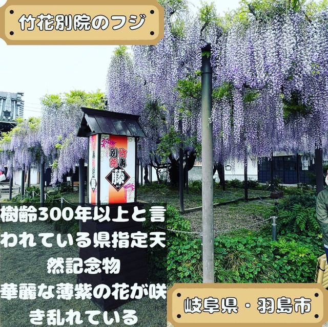 竹鼻別院のフジ