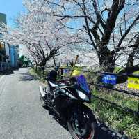 関川の桜