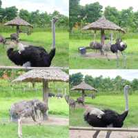 AlpacaHill สวนสัตว์ที่น่ารักสุด ๆ ในสวนผึ้งค่ะ