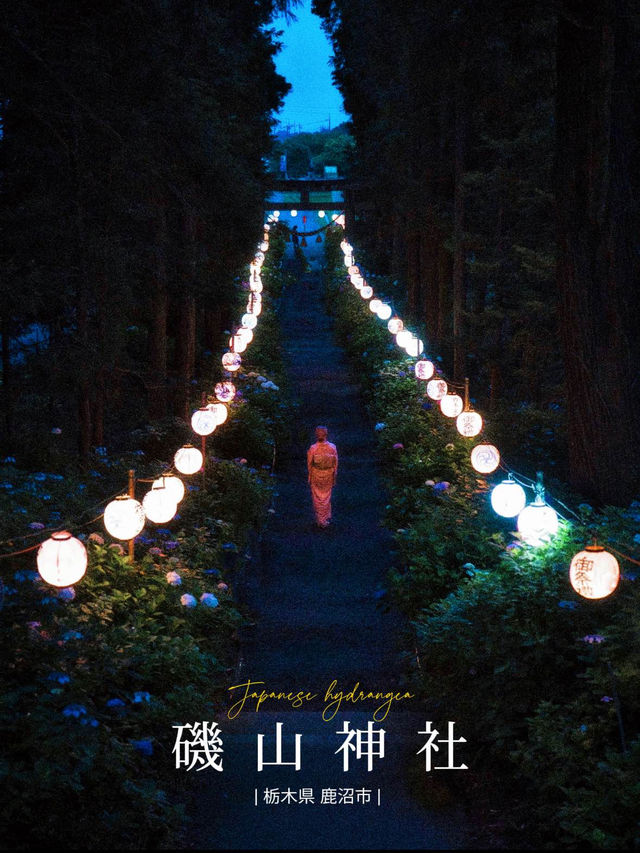 【栃木】あじさい×提灯が美しい磯山神社のあじさい祭り⛩