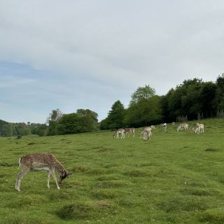 Historic deer park