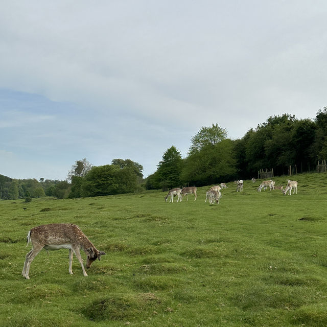 Historic deer park
