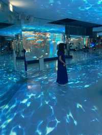 【能登】ジンベイザメに会える幻想的な水族館