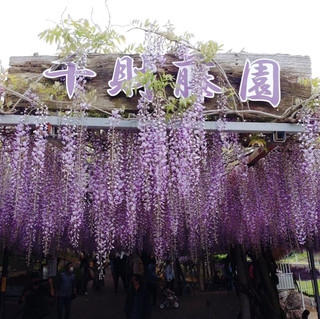 Wisteria Garden
