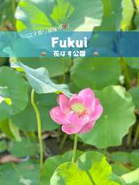【福井 南越前町】美しいハスの花が咲き誇る「花はす公園」⛲️