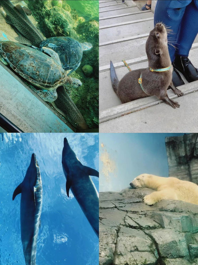 暑い夏は水族館で涼みませんか？まる1日楽しめる八景島シーパラダイス🐠🦭🫧【神奈川県】