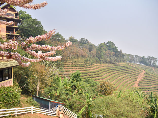 🌸สวยแบบตะโกน ที่ดอยหมอกดอกไม้รีสอร์ต