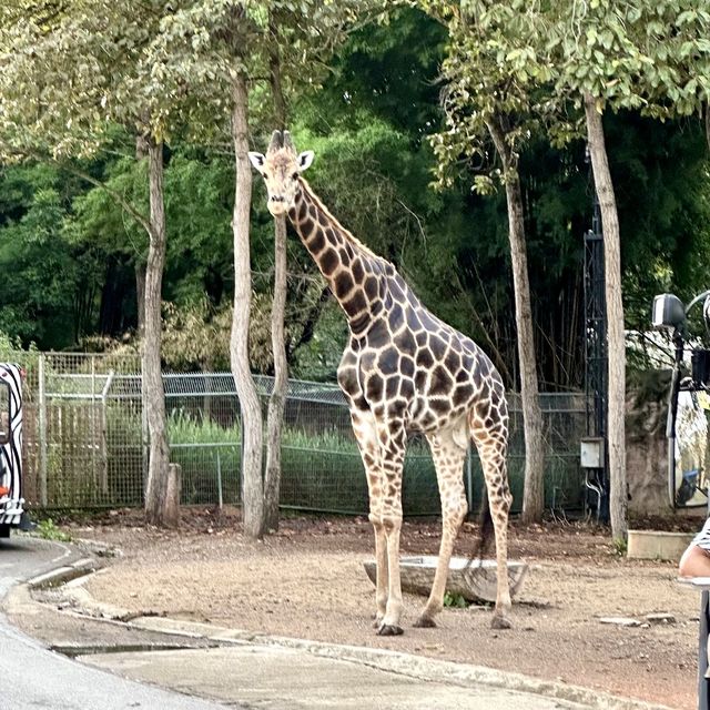 清邁夜間野生動物園-日夜都可以過來的夜更動物園