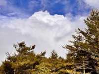 臺中和平 來自高海拔的天然空調 大雪山國家森林遊樂區