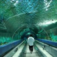 ทัวร์โลกใต้น้ำกับอควาเรียมบางแสนกันครับ 🪼🐠🦈