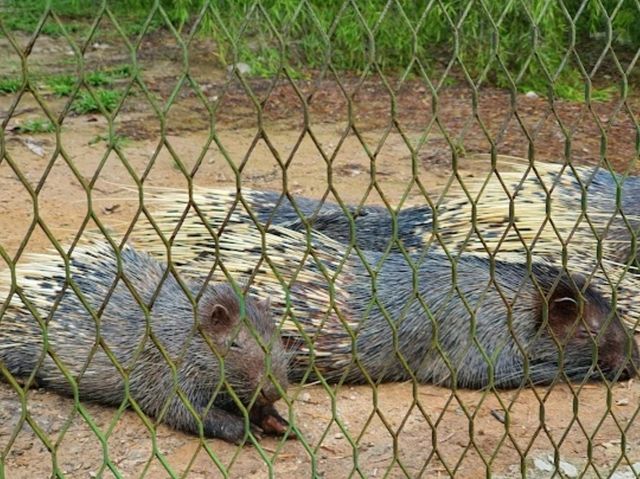 Paya Indah Wetlands