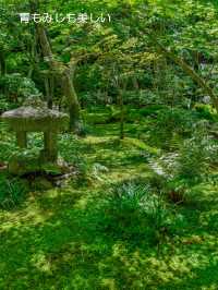 美しい苔と青もみじ癒やされたい！そんな時は【祇王寺】
