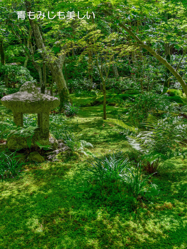 美しい苔と青もみじ癒やされたい！そんな時は【祇王寺】