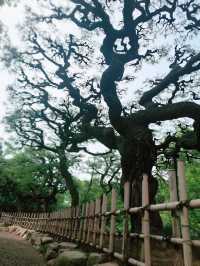 【香川・高松】栗林公園で日本の夏を堪能♪