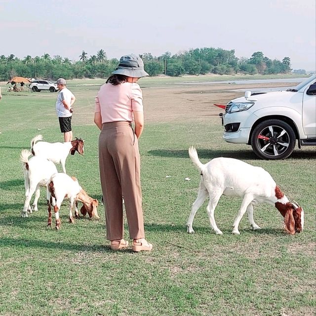 ให้อาหารแพะ ที่ท้ายเขื่อนป่าสักชลสิทธิ์ ลพบุรี