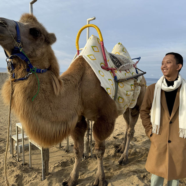 Splendid sand dunes with Camels in Tottori, Japan 🇯🇵 