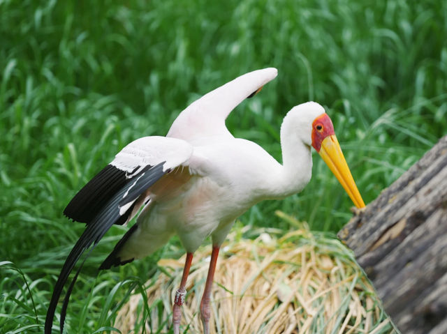 《動物園》【上海動物園】環境優美,攝影愛好者必去! 《動物園》【上海動物園】環境優美,攝影愛好者必去!