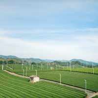 Steeped in Serenity: Yame Tea Paradise
