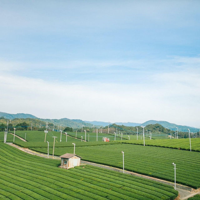 Steeped in Serenity: Yame Tea Paradise