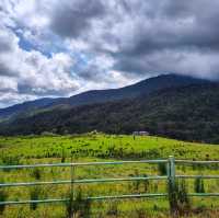 🇲🇾 Experience the Lush Grasslands of Desa Dairy Farm