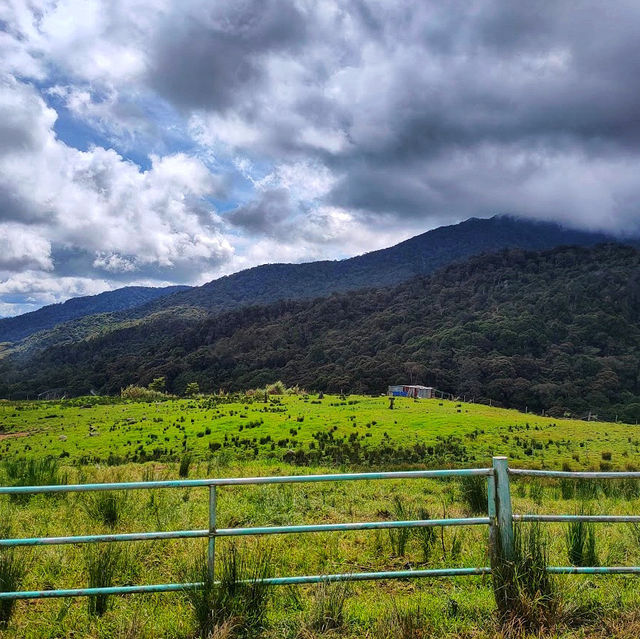 🇲🇾 Experience the Lush Grasslands of Desa Dairy Farm