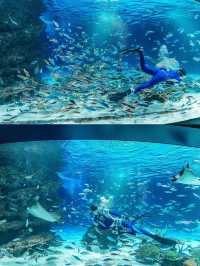 【東京】クラゲとペンギンの幻想的な空間に入ろう