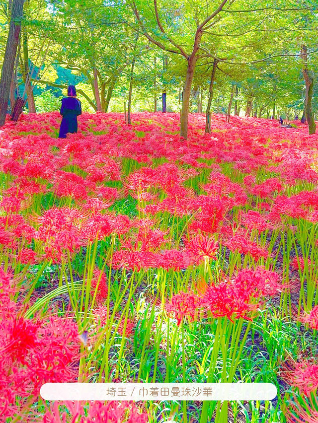 9月に行きたい花スポット5選【関東】MAPつき
