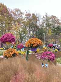 Daisy festival in Daejeon 