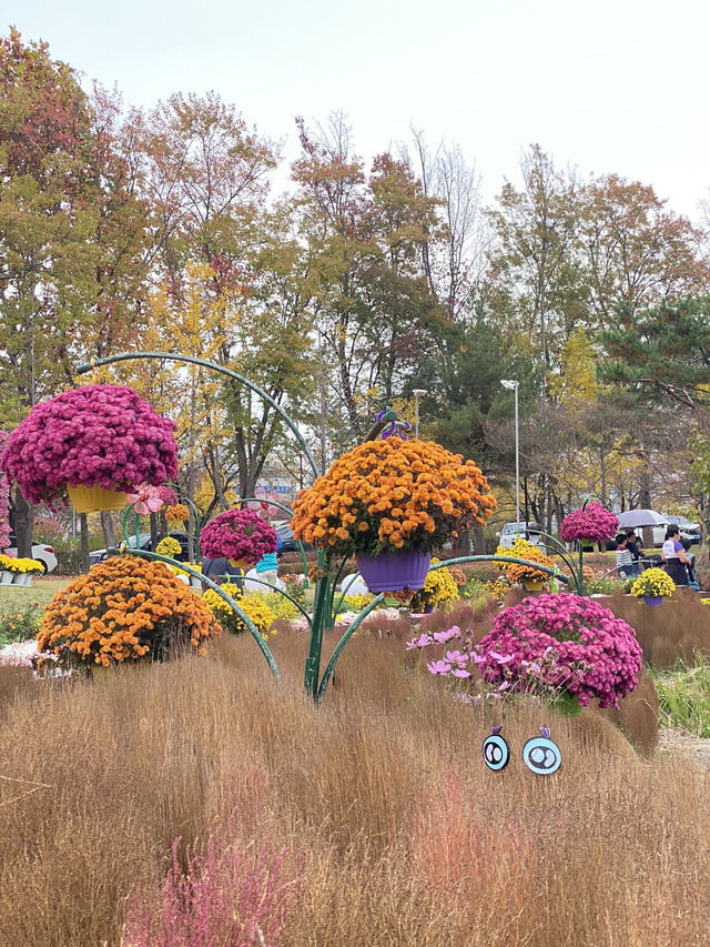 Daisy festival in Daejeon 
